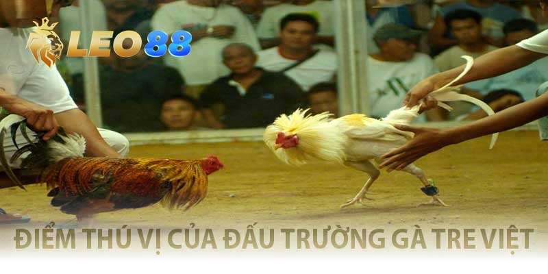 điểm thú vị của đấu trường gà tre việt
