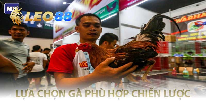 lựa chọn gà phù hợp với chiến lược